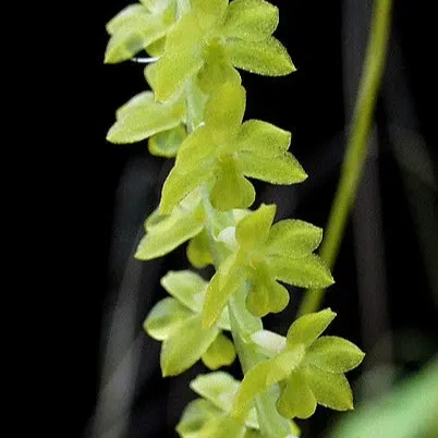 Coelogyne filiforme (Coelogyne)