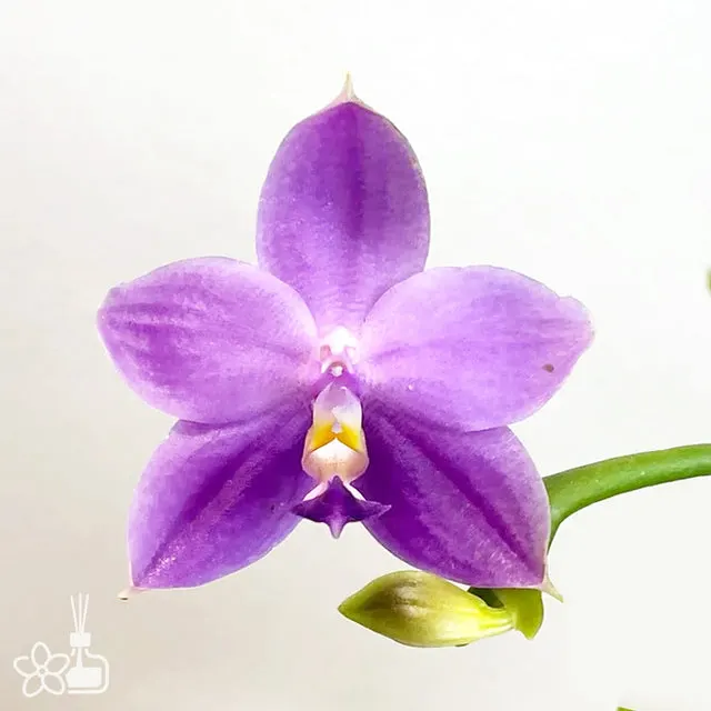 Phalaenopsis Yaphon All Friends '724'