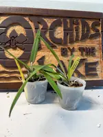 Prosthechea mariae