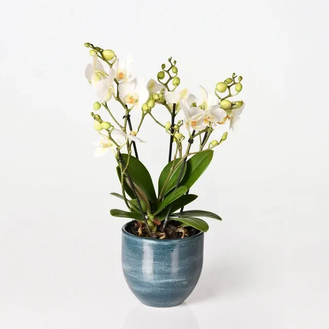 Phalaenopsis Boquetto