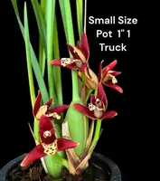 Maxillaria tenuifolia Red (Seeding)