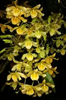 Dendrobium friedericksianum