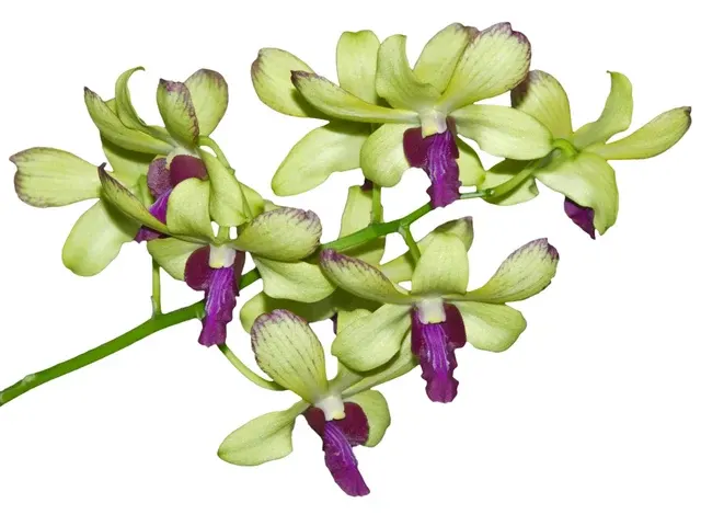 Dendrobium Chaisri Gold 1 (Dendrobium)