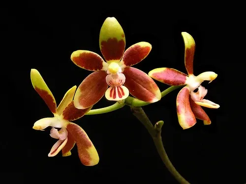 Phalaenopsis fuscata