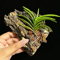 Stereochilus dalatensis