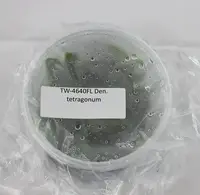 FLASK Den. tetragonum