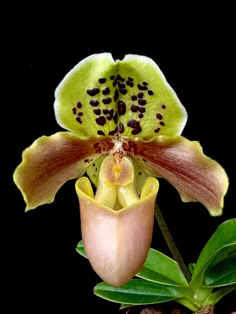 Paphiopedilum Tiny Treasure