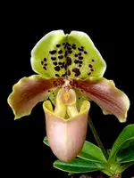 Paphiopedilum Tiny Treasure