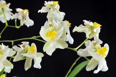 Oncidium Twinkle 3in 'Fantasy'