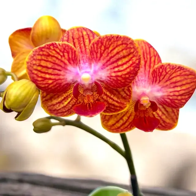 Phalaenopsis Kauai Sunset