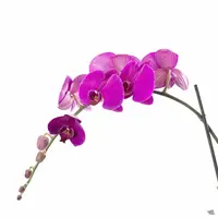 Orchid Phalaenopsis