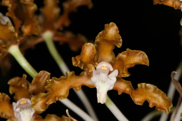 Laelia gloriosa (Laelia)