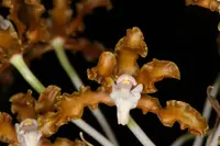 Laelia (Schomburgkia) gloriosa