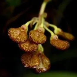 Bulbophyllum spathulatum sp (Bulbophyllum)