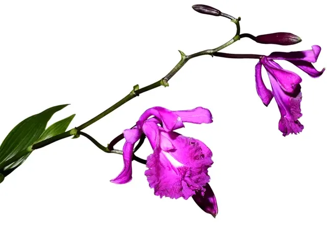 Sobralia kermesina