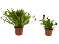 Masdevallia barrowii (Big)