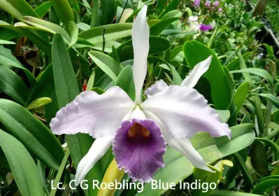 Cattleya C. C. G. Roebling 'Blue Indigo' (Cattleya)