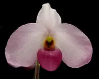 Paphiopedilum Ho Chi Minh