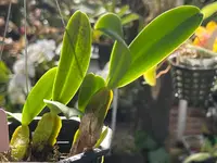 Bulbophyllum oxypterum