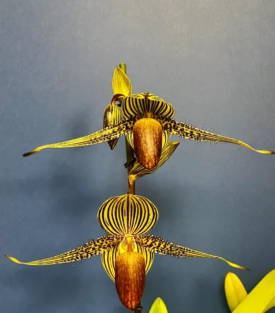 Paphiopedilum rothschildianum x 'Tokyo Titan' (Paphiopedilum)