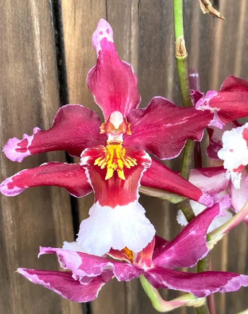 Oncidium Martian Leather 'Berrylicious' (Oncidium)