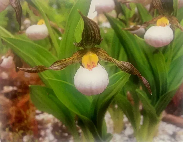 Cypripedium candidum