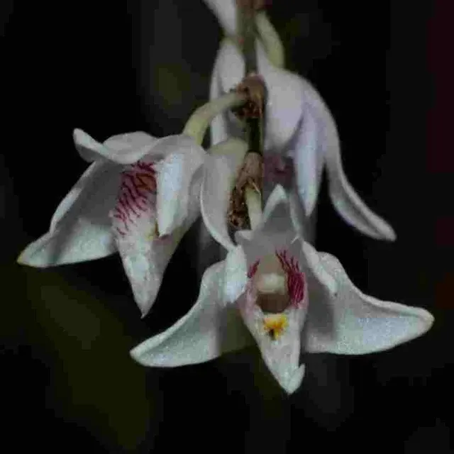 Dendrobium pseudoequitans sp (Dendrobium)