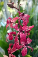 Rnst. Arizona Star (Ren. bella x Rhy. gigantea 'Panda #3') (REH01) (- Others ) Rnst.=Renanstylis / Ren.=Renanthera / Rhy.=Rhynchostylis