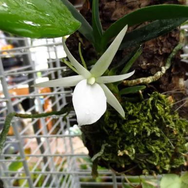 Angraecum didieri x sib