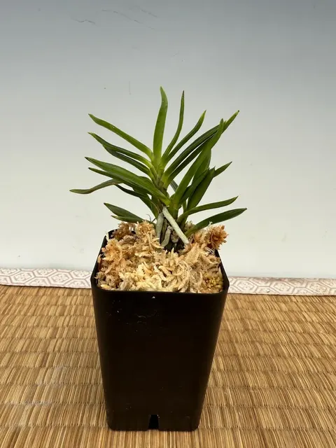 Neofinetia falcata 'Amami Tensen' (Neofinetia)
