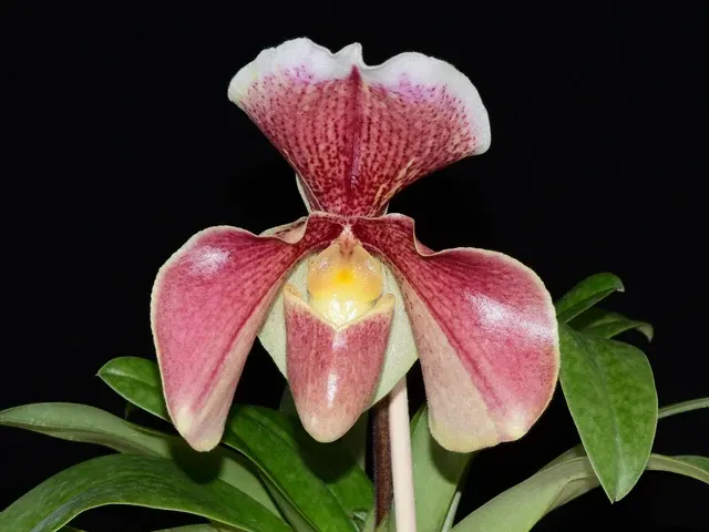 Paphiopedilum Amanda's Memory X Paphiopedilum Bellatulum