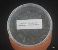 FLASK Taeniophyllum biocellatum var. hainan