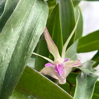 Dendrobium Ellen | kingianum x tetragonum | SapphireChild Orchids
