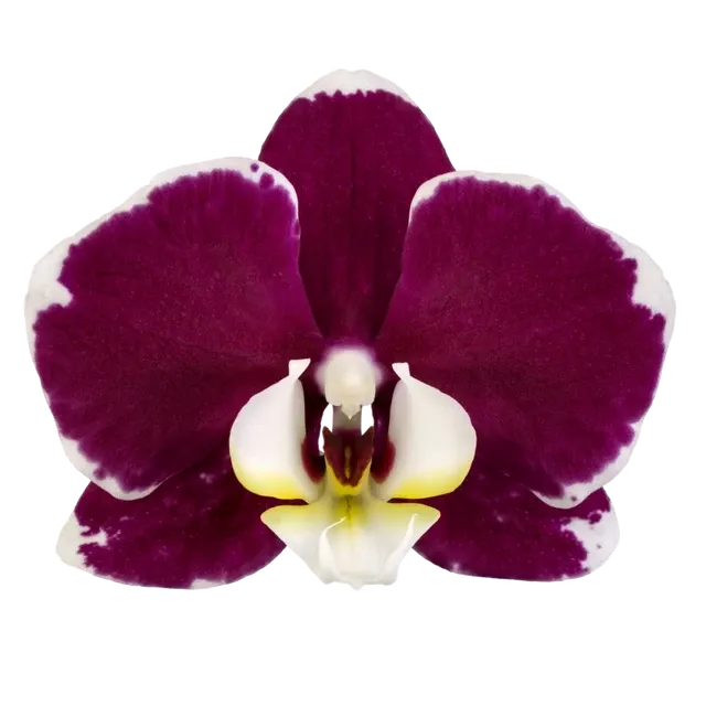 Phalaenopsis Rogelion