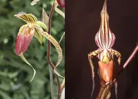 Paphiopedilu intaniae x Hung Sheng Eagle