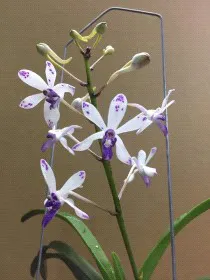 Vanda TSS Taiwan Gandharva 'Blue Dot' (Vanda)