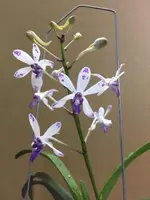 Van. TSS Taiwan Gandharva 'Blue Dot' (VM 4) (Hybrid)
