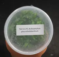 FLASK Bulb. pleurothallidanthum