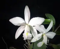 C. violacea x sib (alba x coerulea) (C2225R) (Cattleya - - violacea )