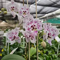 Phalaenopsis Orchid Expressions Mature Plant - Ready To Flower