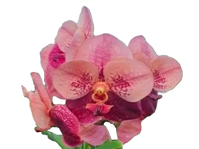 Vanda Suwannaphum Cardinal (Vanda)