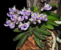 Schoenorchis seidenfadenni, Light Pink and White Flowers, Wood Mount