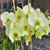 Phalaenopsis Orchid Mint Mature Plant With Bud/Flower