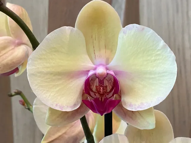 Phalaenopsis I-Hsin Blonde Beauty
