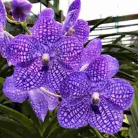 Vanda Chulee