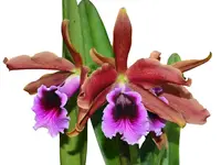 Cattleya tenebrosa