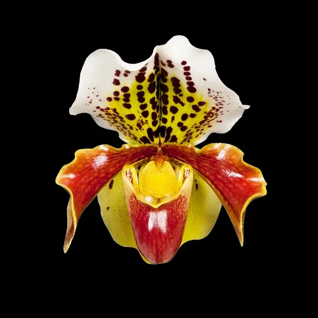 Paphiopedilum U.S.A.
