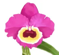 Dendrobium Red Emperor ‘Prince’