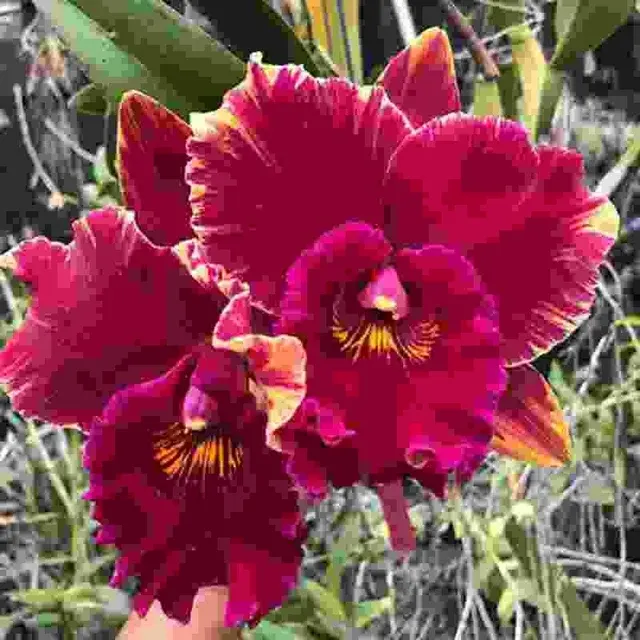 Rhyncholaeliocattleya Hey Song 'Flame Dance' (Rhyncholaeliocattleya)
