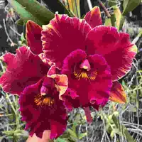 Rlc. Hey Song 'Flame Dance'